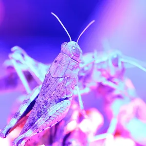 Fluorescent Paper